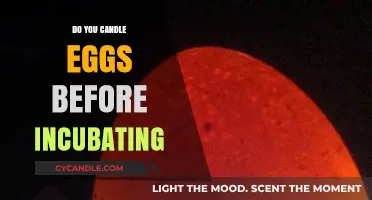 Candling Eggs: A Vital Step Before Incubation