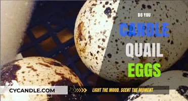 How to Candle Quail Eggs at Home