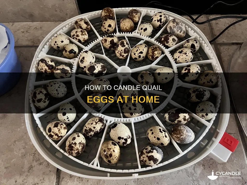do you candle quail eggs