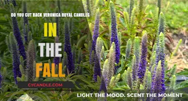 Veronica Royal Candles: Fall Pruning Guide
