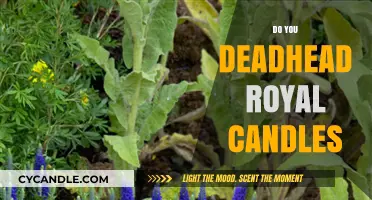 How to Deadhead Royal Candles for a Blooming Garden
