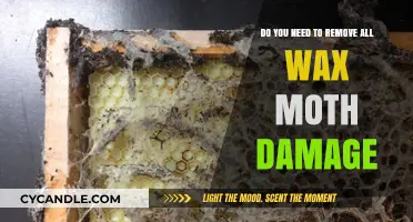 Should You Remove All Wax Moth Damage? Expert Insights and Tips