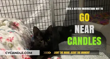 Keep Kittens Safe: Understand Candle Dangers