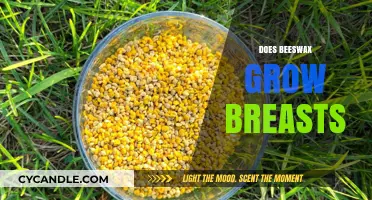Does Beeswax Enlarge Breasts? Separating Fact from Fiction in Beauty Myths