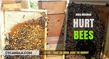 Does Beeswax Harm Bees? Uncovering the Truth Behind the Wax