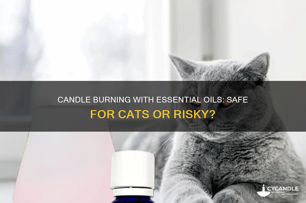 does burning candles with essential oils effect cats