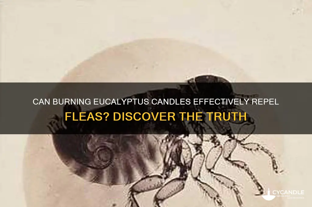does burning eucalyptus candle repel fleas