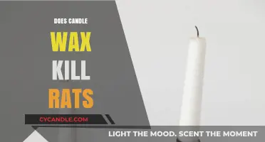 Can Candle Wax Kill Rats? Separating Fact from Fiction