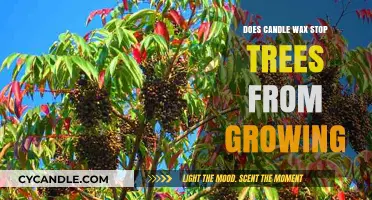 Can Candle Wax Hinder Tree Growth? Uncovering the Surprising Truth