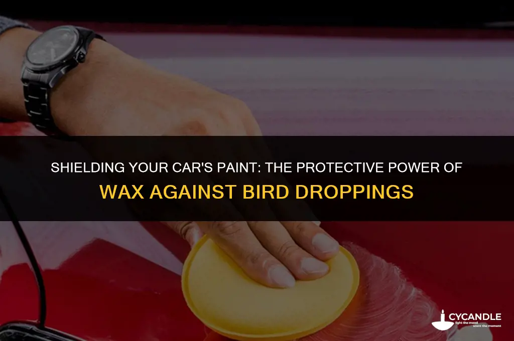 does car wax protect paint from bird droppings