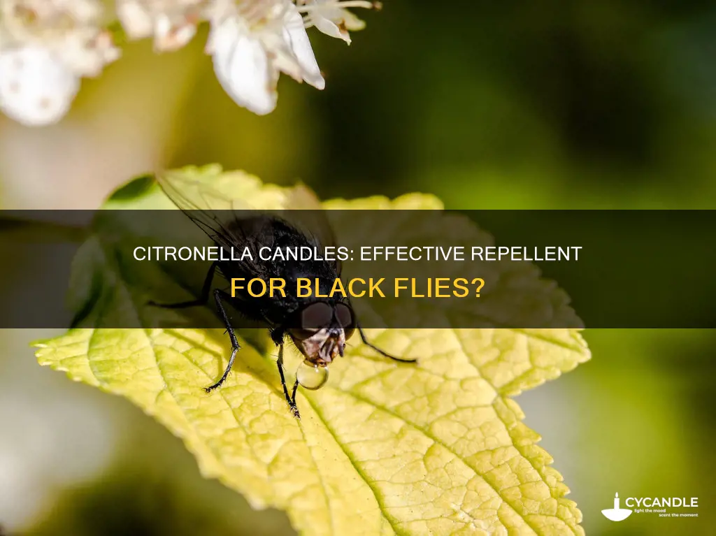 does citronella candles help with black flies