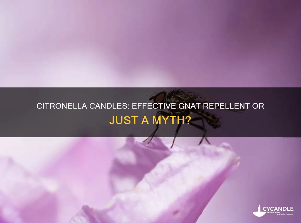 does citronella candles repel gnats