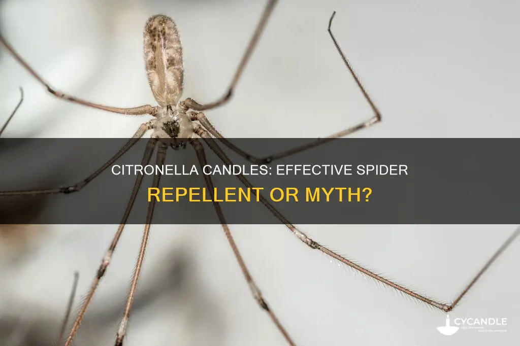 does citronella candles repel spiders