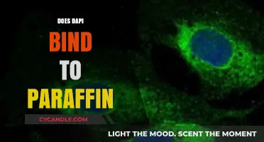Does DAPI Bind to Paraffin? Unraveling Fluorescent Staining in Tissue Sections
