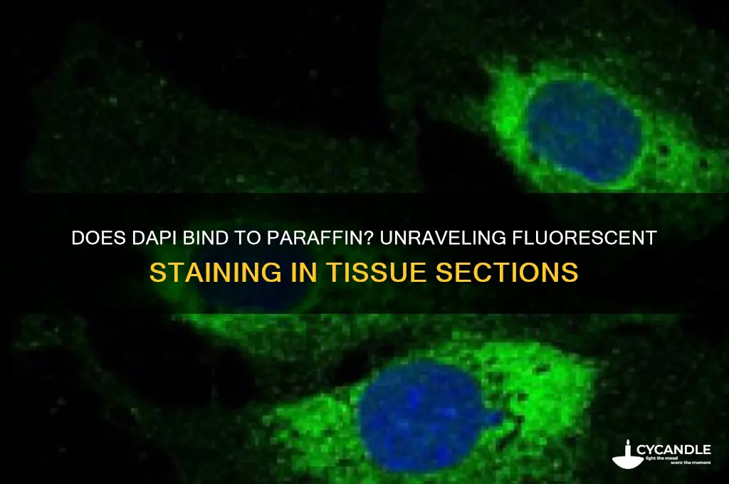 does dapi bind to paraffin