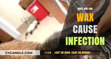 Can Dog Ear Wax Lead to Infections? Facts and Prevention Tips