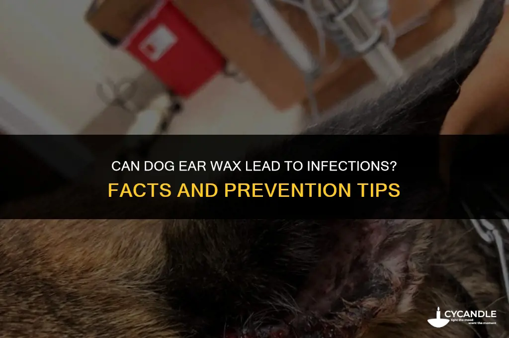 does dog ear wax cause infection