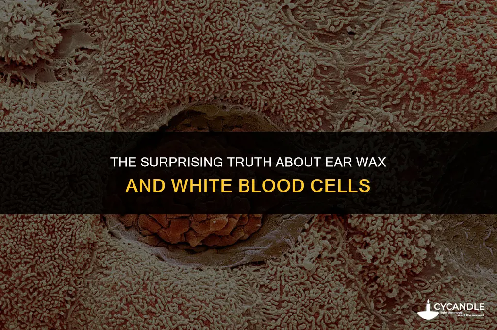 does ear wax contain white blood cells