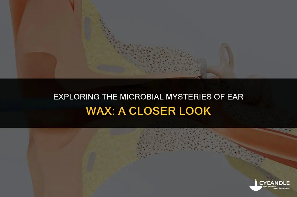 does ear wax have bacteria