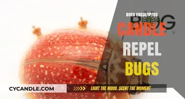 Eucalyptus Candles: Natural Bug Repellent or Just a Myth?