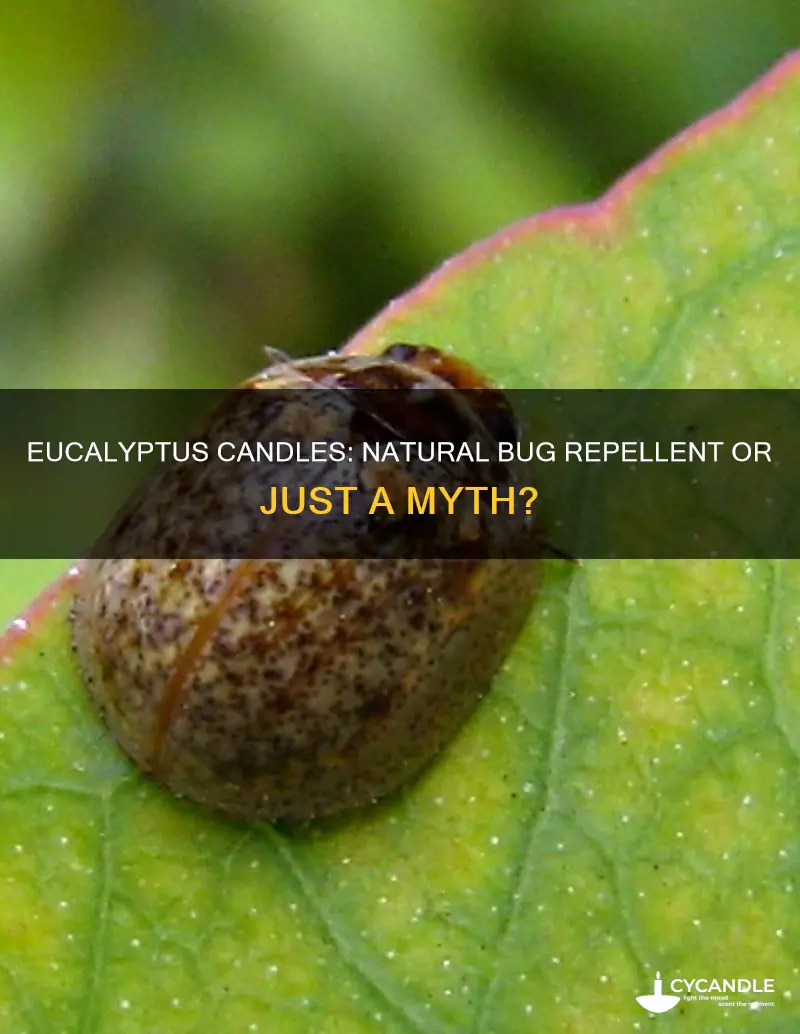 does eucalyptus candle repel bugs