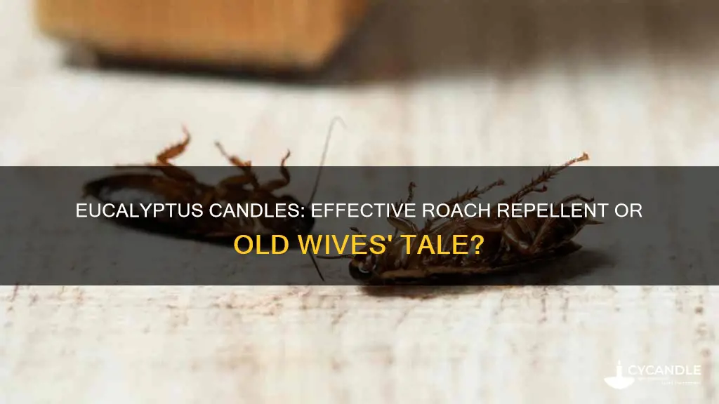 does eucalyptus candle repel roaches