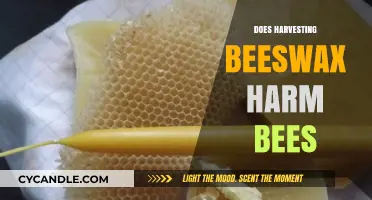 Harvesting Beeswax: Balancing Benefits and Potential Harm to Bee Colonies