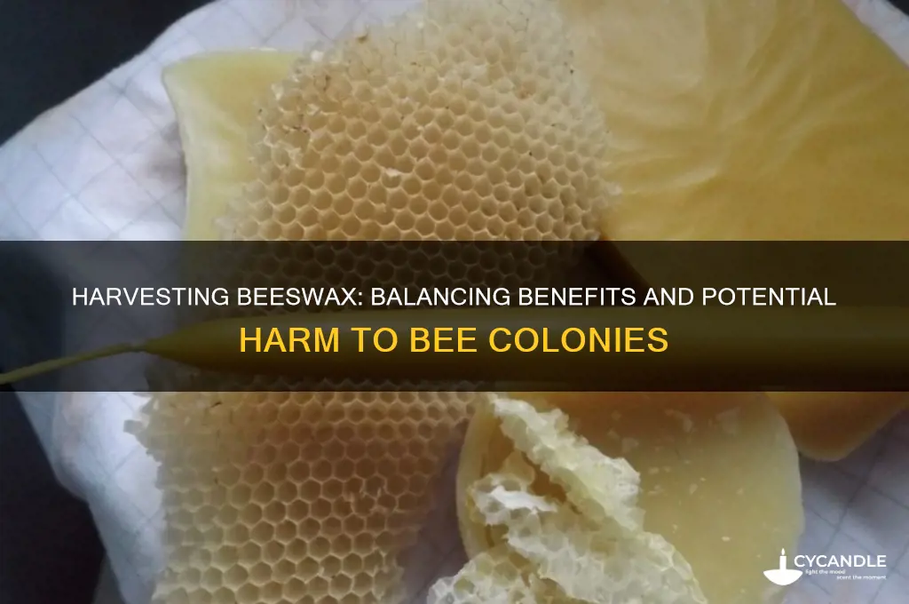 does harvesting beeswax harm bees