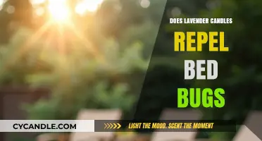 Lavender Candles: Effective Bed Bug Repellent?