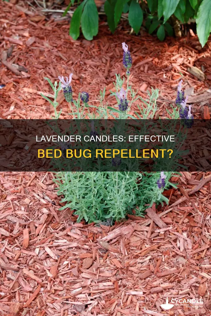 does lavender candles repel bed bugs