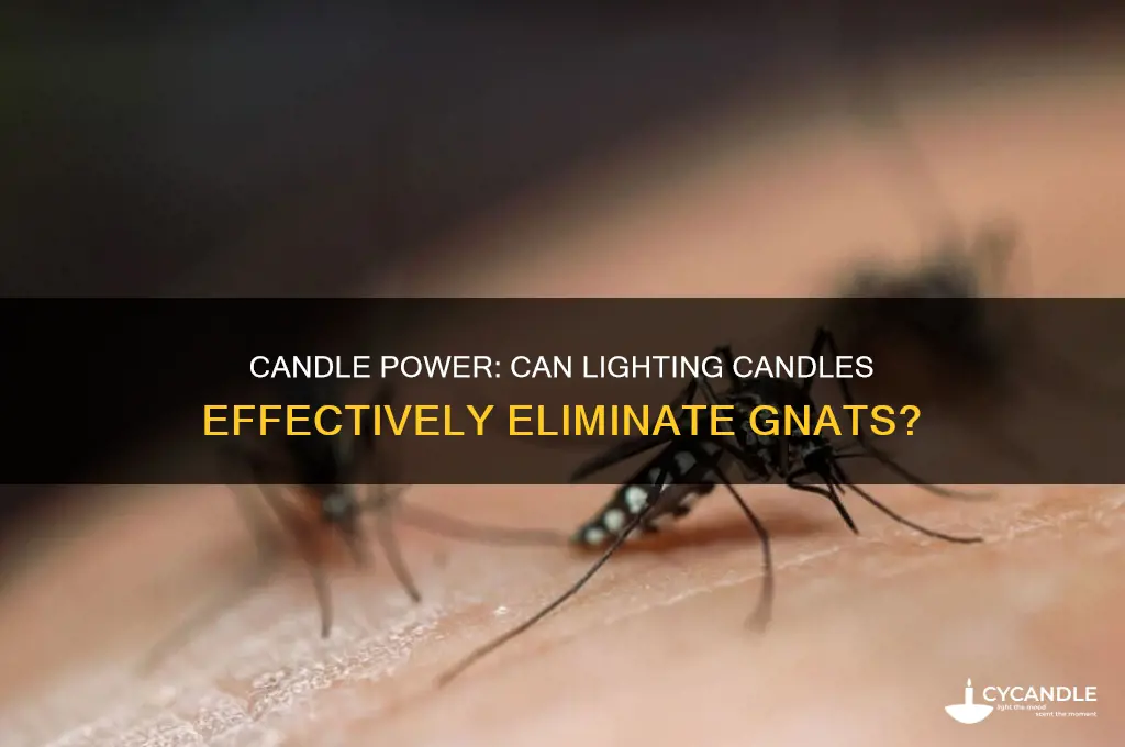 does lighting candles get rid of gnats