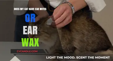 Decoding Your Cat's Ear Health: Mites vs. Wax