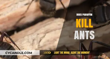 Can Paraffin Effectively Eliminate Ants? A Comprehensive Guide