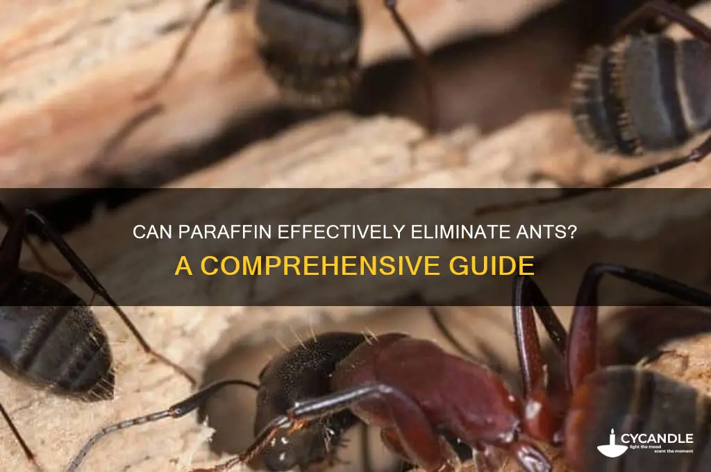 does paraffin kill ants