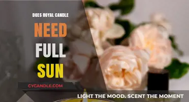 Royal Candles: Full Sun or Partial Shade?