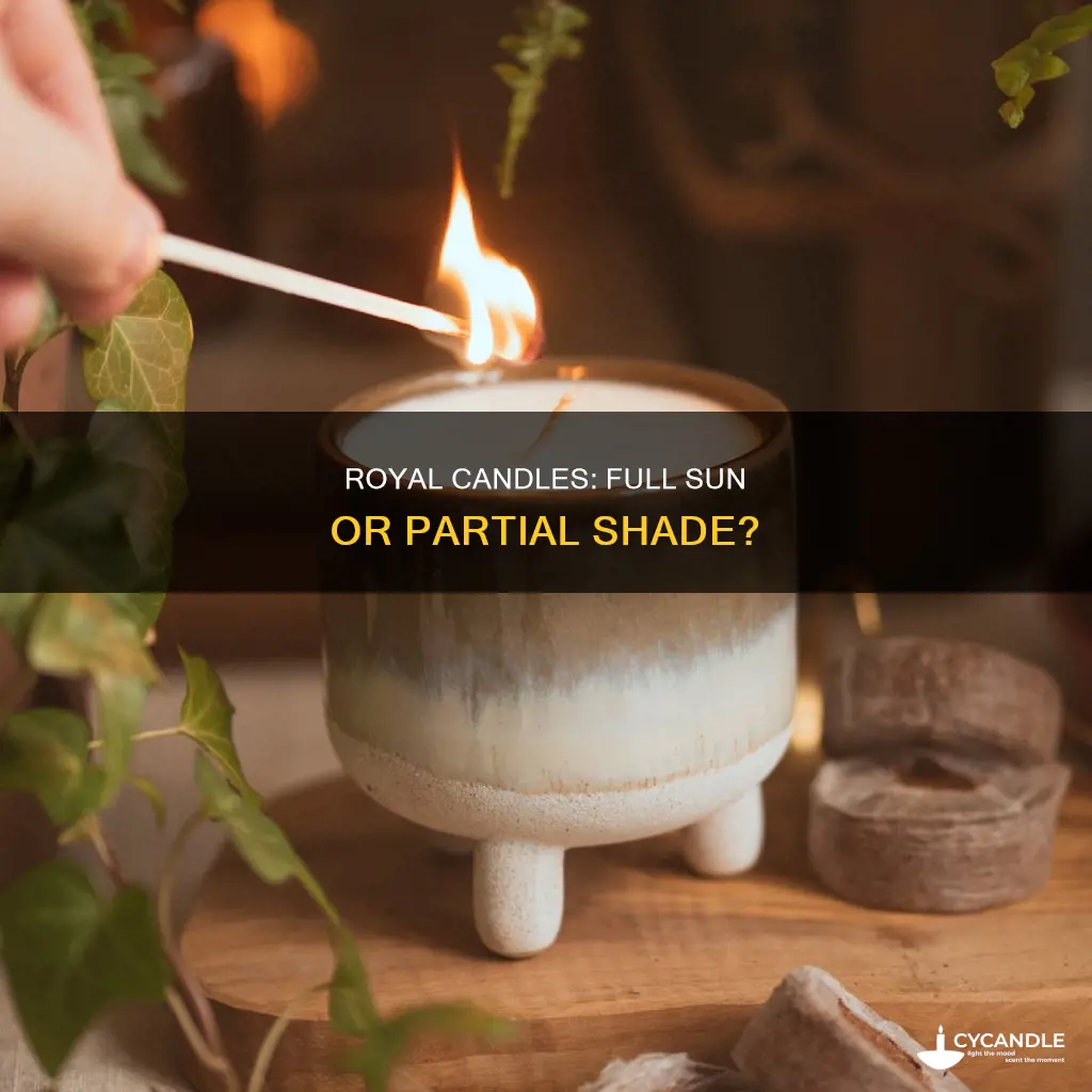 does royal candle need full sun