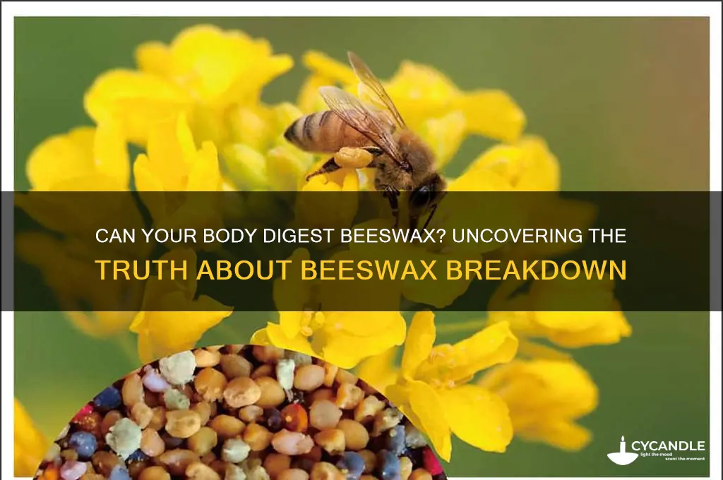 does the body break down beeswax