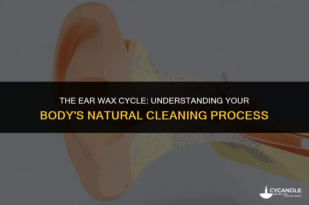 does the body make ear wax on a cycle