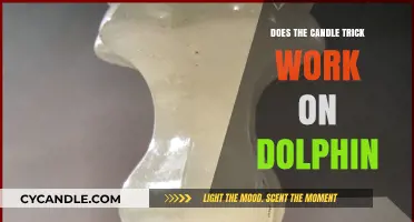 Does the Candle Trick Work on Dolphin? Unveiling the Myth