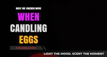 How Candling Eggs Affects Chickens: Movement and Development