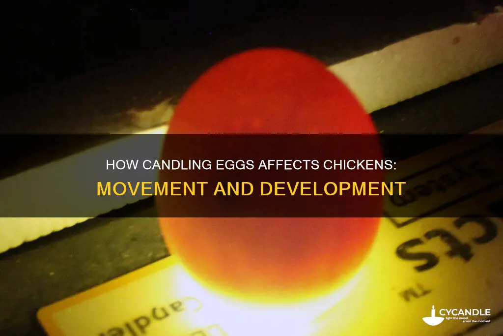 does the chicken move when candling eggs