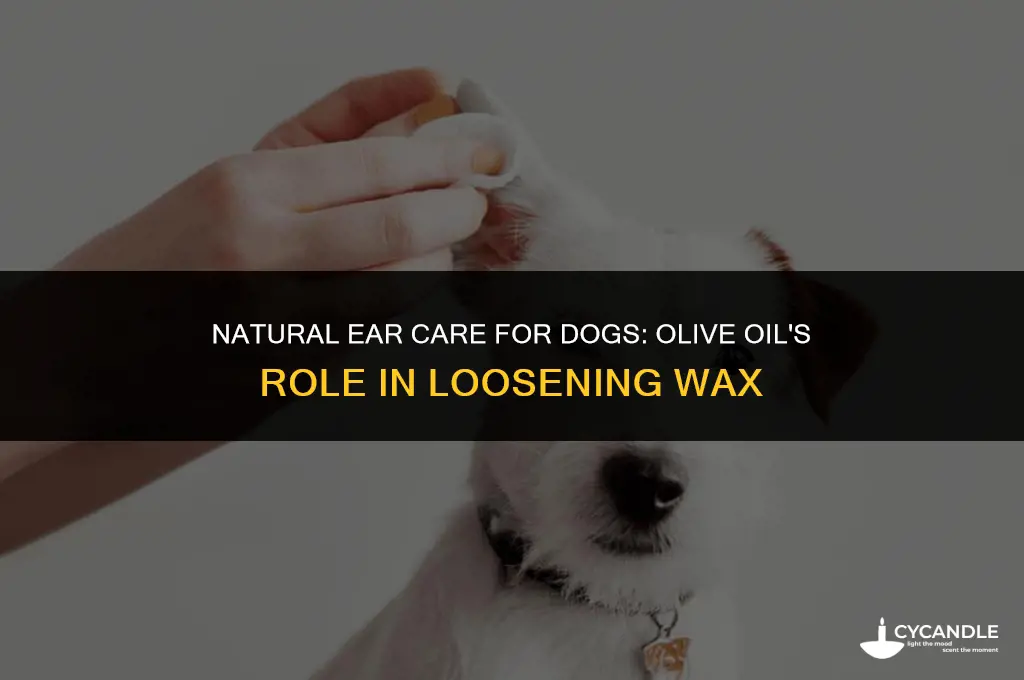 does using olive oil in dogs ears help loosen wax