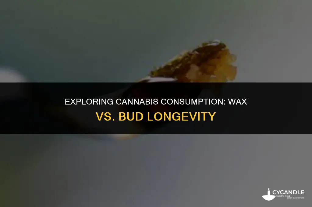does wax last longer than bud