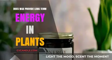 Unlocking Plant Energy: The Surprising Role of Wax in Long-Term Nutrition