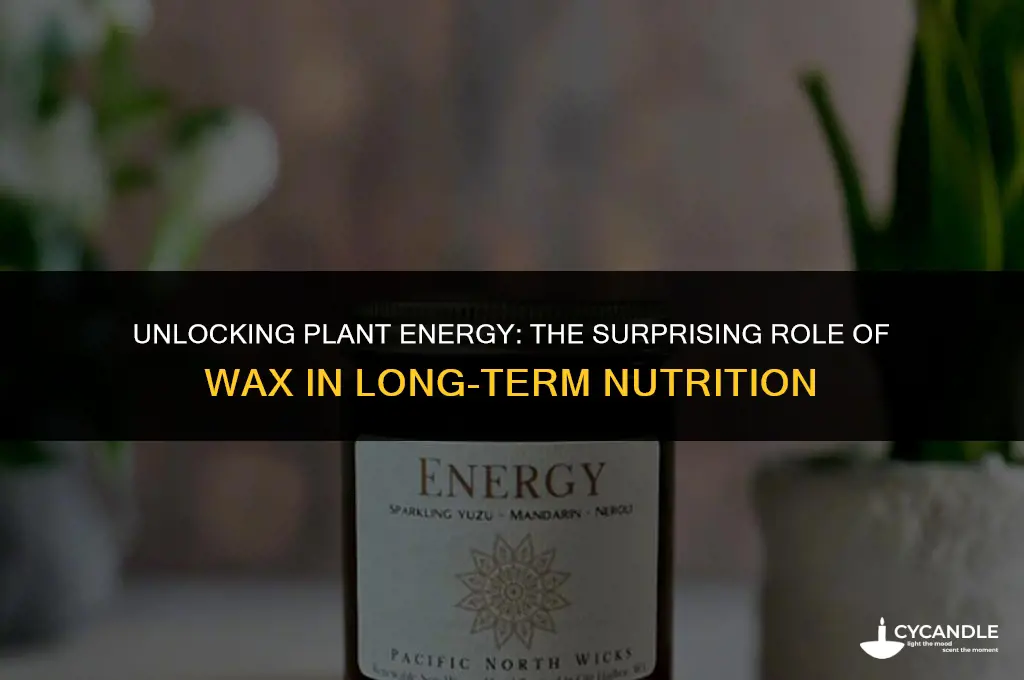 does wax provide long term energy in plants
