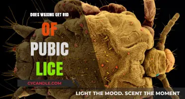 The Truth About Waxing: Does It Really Eliminate Pubic Lice?