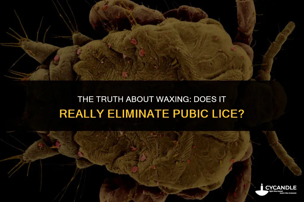 does waxing get rid of pubic lice