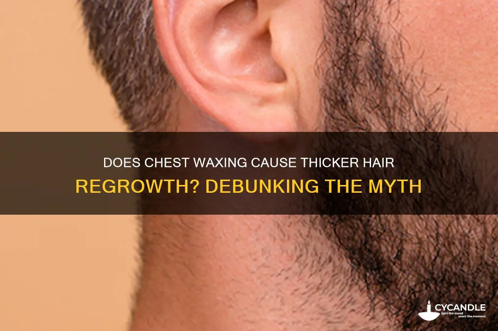 does waxing your chest make it grow back thicker