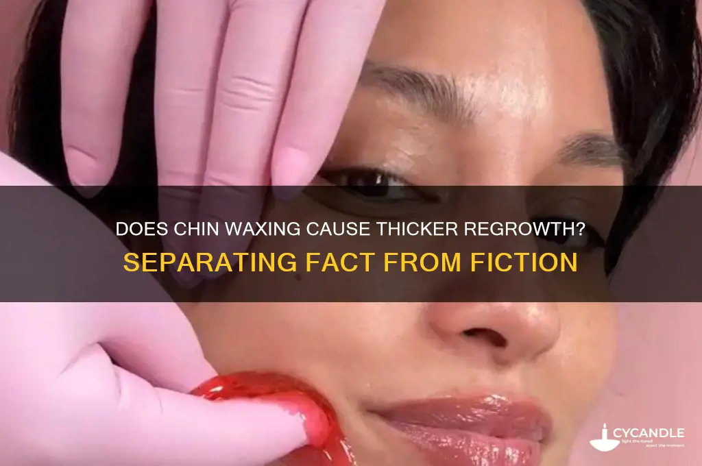 does waxing your chin make it grow back thicker
