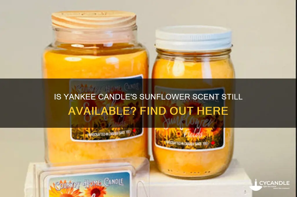 does yankee candle make sunflower anymore